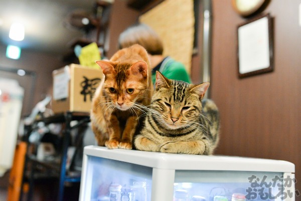 猫ちゃんがクリスマスコスでお出迎え クリスマスイブにアキバの猫カフェへ行ってきた なんだかおもしろい