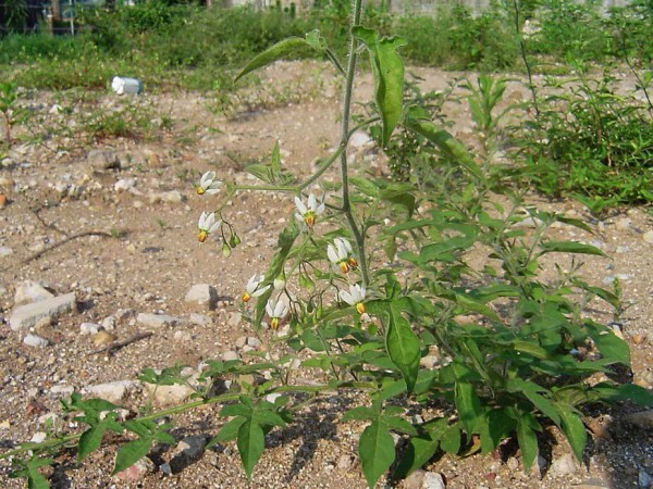 ヒヨドリジョウゴ その１ 面白い名前なのだが ちょっと問題が 雑草をめぐる物語