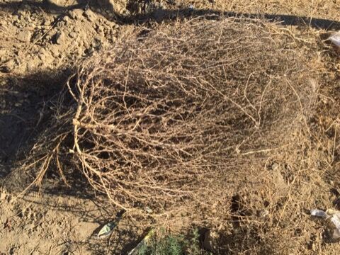 荒野の草② タンブルウィード」で家埋もれる “西部劇の定番”生活に深刻な