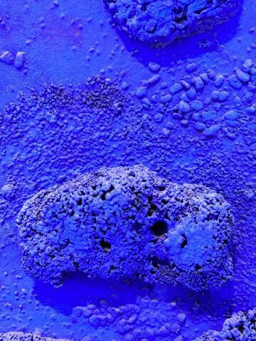 美術】イヴ・クライン／『スポンジのレリーフ、単色の青（RE 18