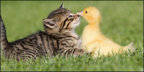 可愛いどうぶつ画像集 みんなのどうぶつ動画