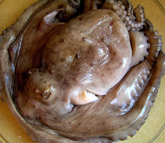 水無しで出来る 茹でダコ イルンに居るんデス