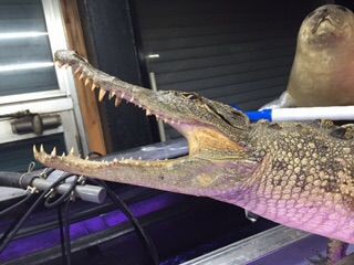 ワニ 超野球専門店CV 千葉 on X: 