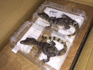 メガネカイマンベビー入荷 大型熱帯魚屋 Zeebra