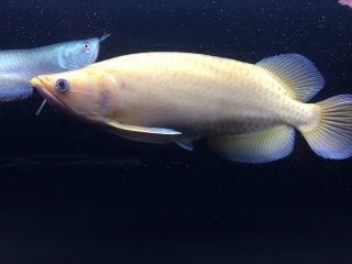 アルビノスケルトン ノーザンバラムンディ : 大型熱帯魚屋 ZEEBRA