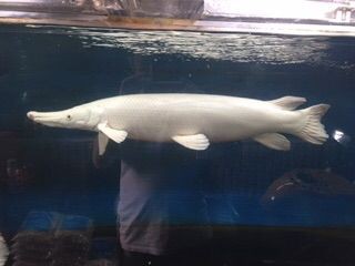 プラアリ : 大型熱帯魚屋 ZEEBRA
