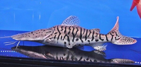 熱帯魚 ウルトラショート　タイガーシャベル 熱帯魚 ウルトラショート タイガーシャベル