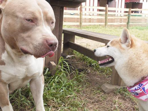 大多喜ハーブガーデンのドッグラン 柴犬マリンの九十九里日記