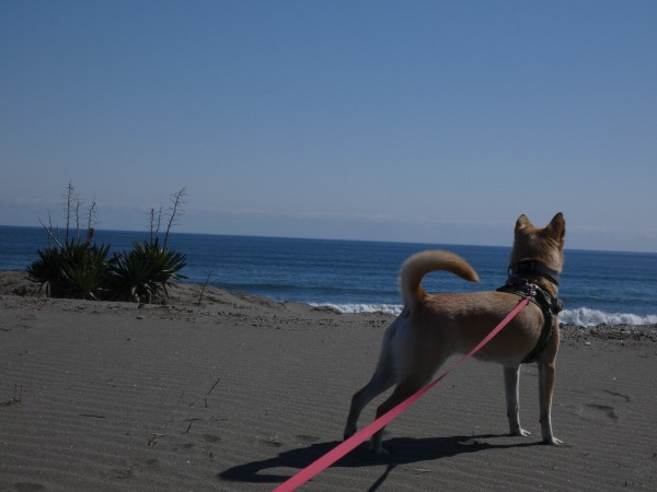 ひねもすのたりのたりかな : 柴犬マリンの九十九里日記