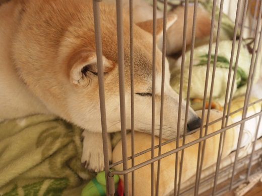 よく寝る柴犬 柴犬マリンの九十九里日記