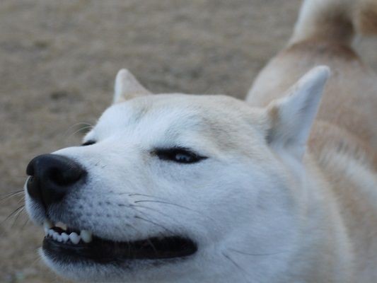 謎のほふく前進 柴犬マリンの九十九里日記