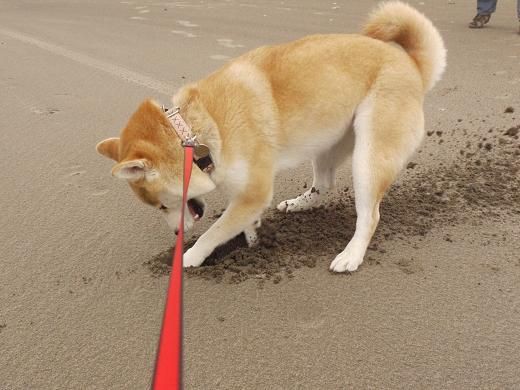 お花と穴掘り どっちが好き 柴犬マリンの九十九里日記