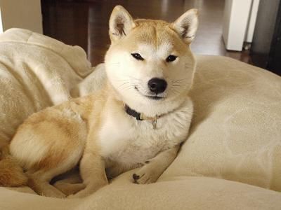 アカラス症 ニキビダニ との戦い１ 柴犬マリンの九十九里日記