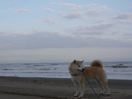 九十九里浜津波対策工事 柴犬マリンの九十九里日記