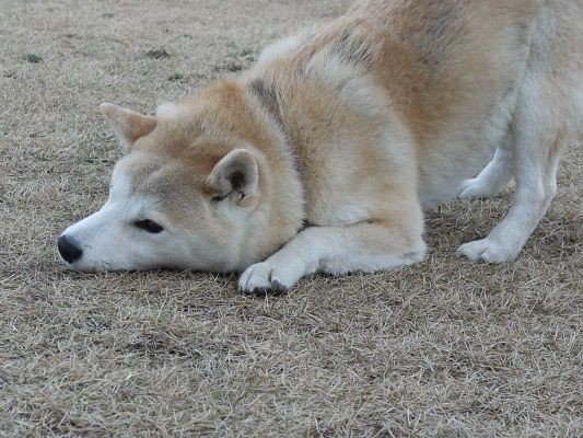 謎のほふく前進 柴犬マリンの九十九里日記