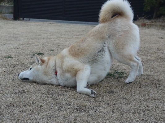 謎のほふく前進 柴犬マリンの九十九里日記
