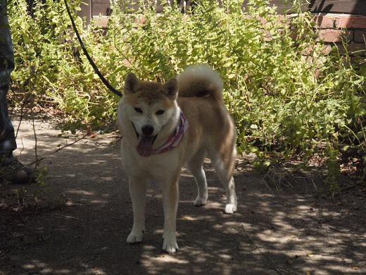 大多喜ハーブガーデンのドッグラン 柴犬マリンの九十九里日記