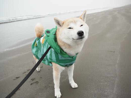 雨のお散歩 柴犬マリンの九十九里日記