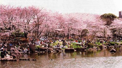 隅田公園桜まつり 台東区 桜まつりin東京