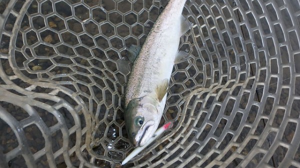 好調サクラマス ～エリアトラウト～ : C調パラダイス