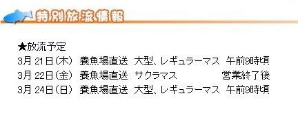 トゥイッチ ジャーク エリアトラウト C調パラダイス