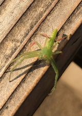 緑の蜘蛛 My Dear