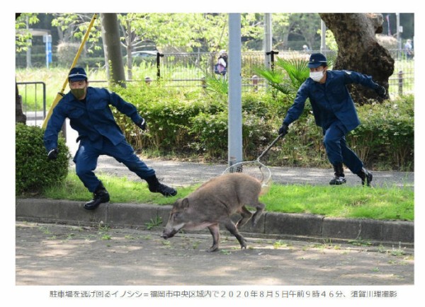 中国の反応 中国人 日本で現代版鳥獣戯画が撮影される 大陸日報
