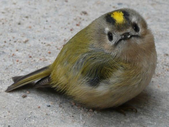 ロンドンで出会える野生の鳥たち イギリスそこそこ好き人間の移住計画