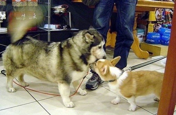 ポメラニアンとシベリアンハスキー のミックスが可愛すぎる サイズこのままかよｗｗｗｗ サイボーグごはん