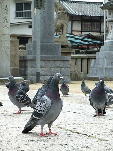 三津浜巡り11】『三津厳島神社』の鳩は、宮島の鹿に勝るとも劣らない