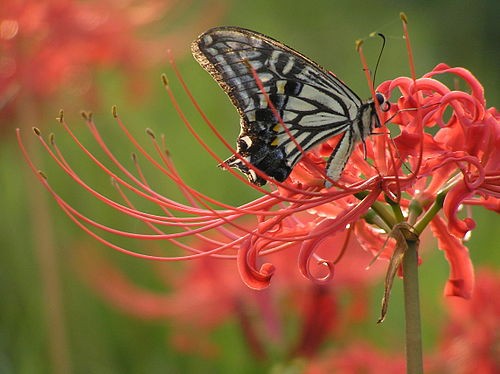 デンドロビウムの花言葉は 僕 エルゴサイザーが自転車で日本1周しました