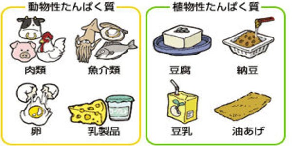 ミオパチー情報 筋疾患とたんぱく質摂取 そしてサルコペニア 封入体筋炎患者闘病記