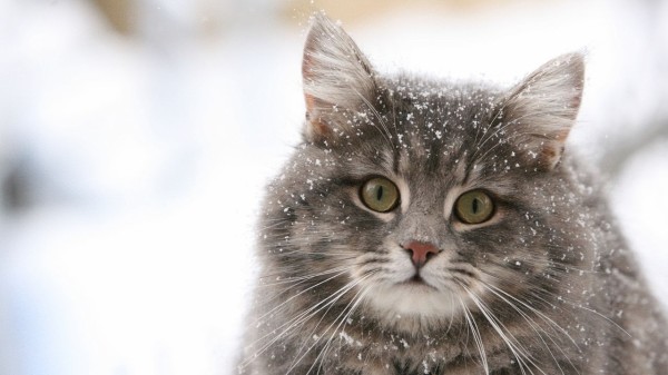 可愛い 猫 壁紙 可愛い 猫 壁紙 猫 かわいい あなたのための最高の壁紙画像