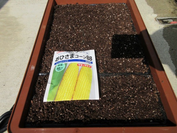 ２回目のトウモロコシの種まきとキャベツ苗の鉢上げ 嶽山便り