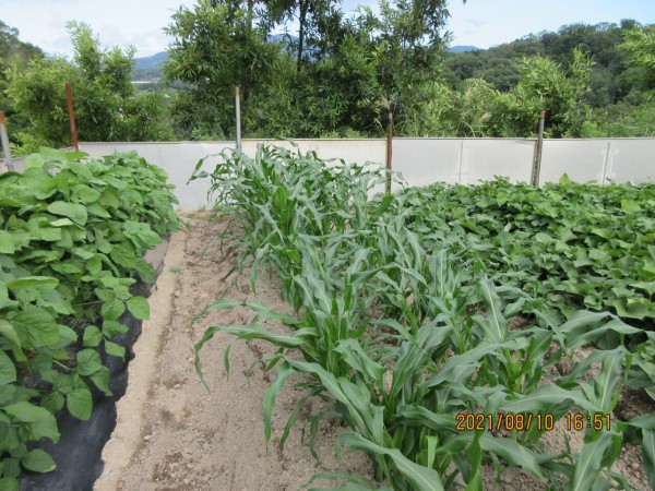 トウモロコシの害虫対策と丹波黒枝豆 ブロッコリーの状況 嶽山便り