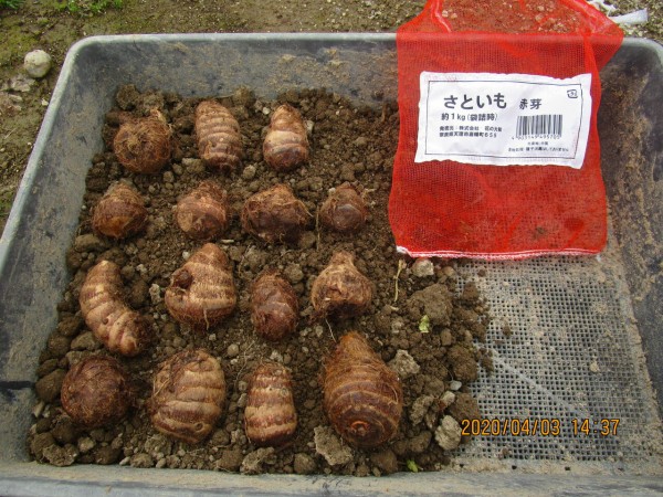 里芋の芽出しと枝豆の種まき 嶽山便り