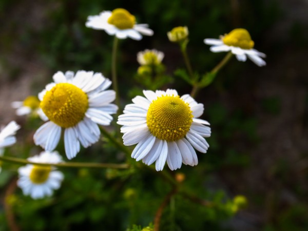 カモミール カミツレ 花図鑑 花ずかん速報 ハナソク