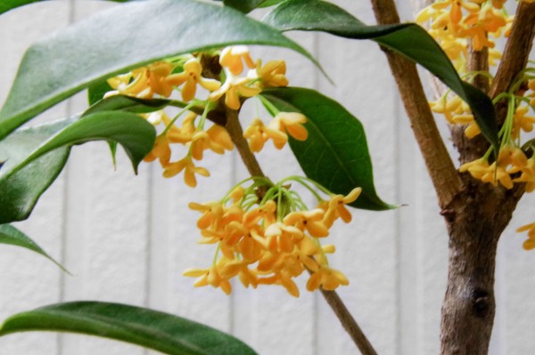 ギンモクセイ 銀木犀 花図鑑 花ずかん速報 ハナソク