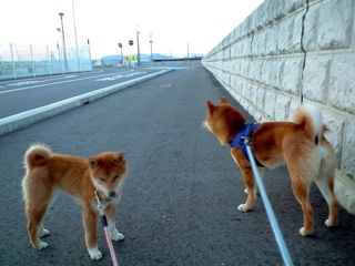 犬の座り方 柴犬と1400gtr