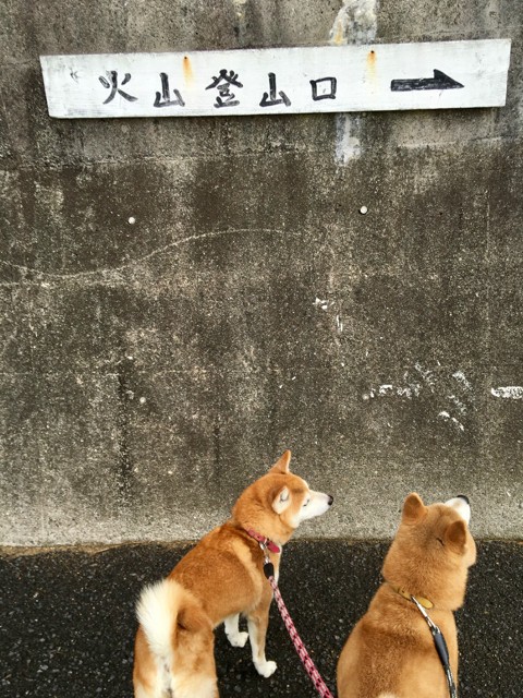 倉橋火山 柴犬と1400gtr