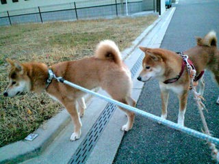 柴犬はオスがいいか メスがいいか 柴犬と1400gtr