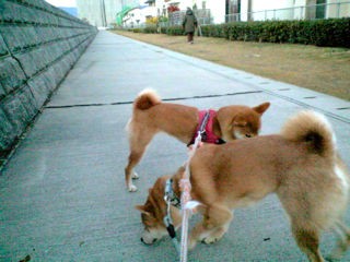 柴犬はオスがいいか メスがいいか 柴犬と1400gtr