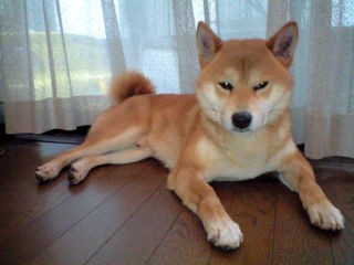 去勢の是非 : 柴犬と1400GTR 去勢の是非 : 柴犬と1400GTR