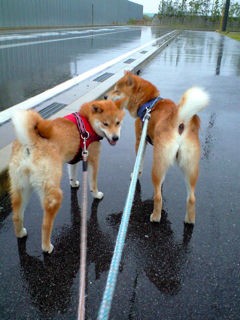 雨と炎天下の散歩 柴犬と1400gtr
