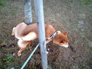 柴犬はオスがいいか メスがいいか 柴犬と1400gtr