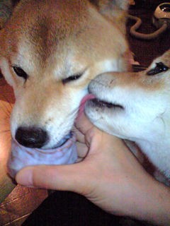 犬と酒2 柴犬と1400gtr