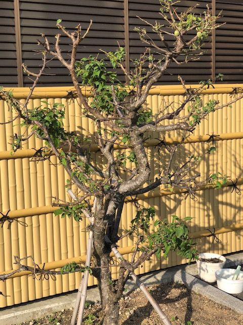 タマカタカイガラムシとの闘い 院家日記 タマカタカイガラムシとの闘い 院家日記