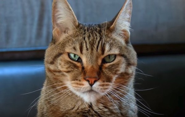 外国人 飼ってる猫と犬の前で死んだフリしてみたｗ 海外の反応 海外反応 I Love Japan