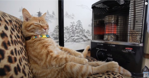 ストーブで温まる日本の猫が可愛すぎるｗ 海外の反応 海外反応 I Love Japan