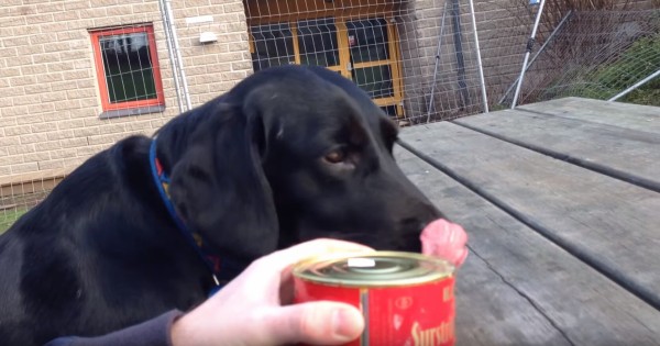 世界一臭い缶詰 シュールストレミング を犬の前で開けた外国人ｗ 海外の反応 海外反応 I Love Japan